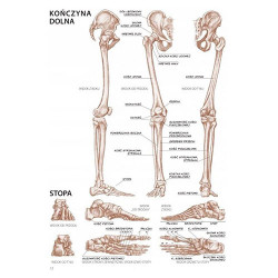 Koh-i-noor anatomia dla artystów L. Compact - sklep plastyczny - szał