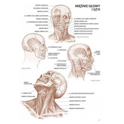 Koh-i-noor anatomy for artists L. Compact - szal art - sklep plastyczn