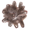 Pheasant feathers 5-12cm 15 pieces