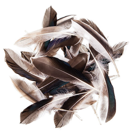 Duck feathers 10-15cm 10g