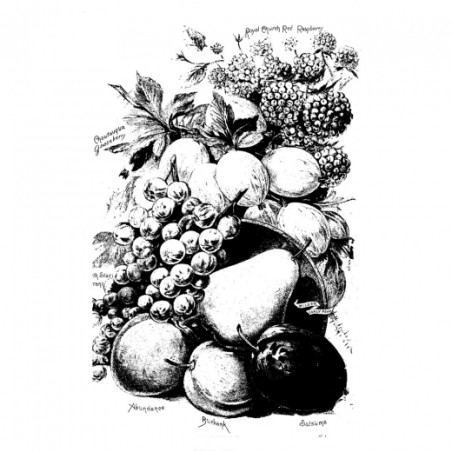 Decoupage paper soft fruit A4 ITD S106