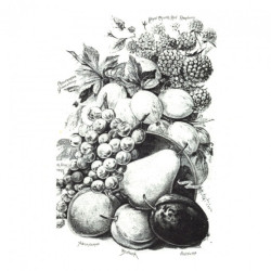 Rice paper for decoupage retro fruits A4 ITD R506