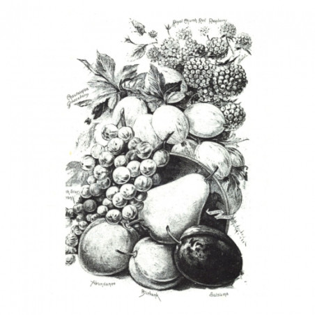 Rice paper for decoupage retro fruits A4 ITD R506