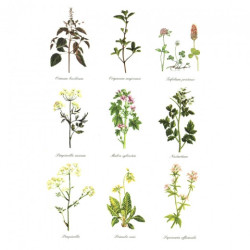 Rice decoupage paper herbs herbarium A4 ITD R402