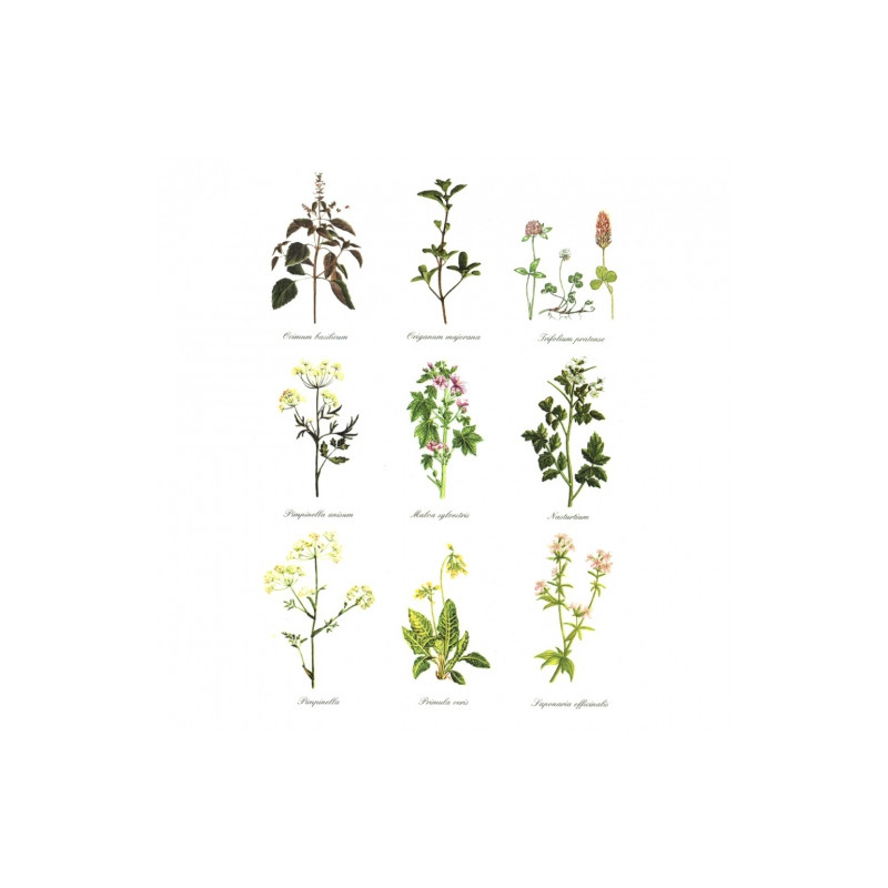 Rice decoupage paper herbs herbarium A4 ITD R402