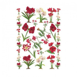 Amaryllis decoupage paper 50 x 70cm