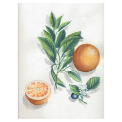 Clairefontaine botanical watercolor block with finished sketch 24x30cm 300