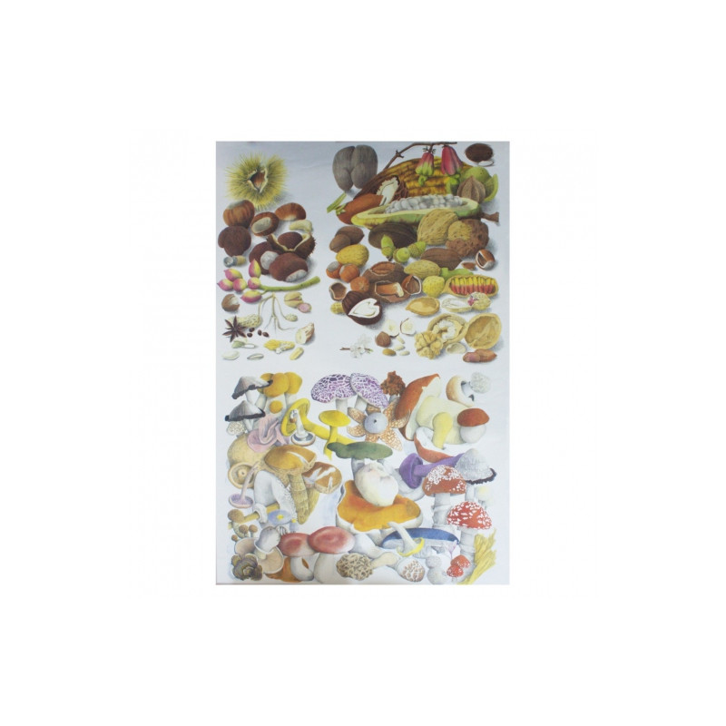 Decoupage paper 50x70cm calambour CAL066F mushrooms