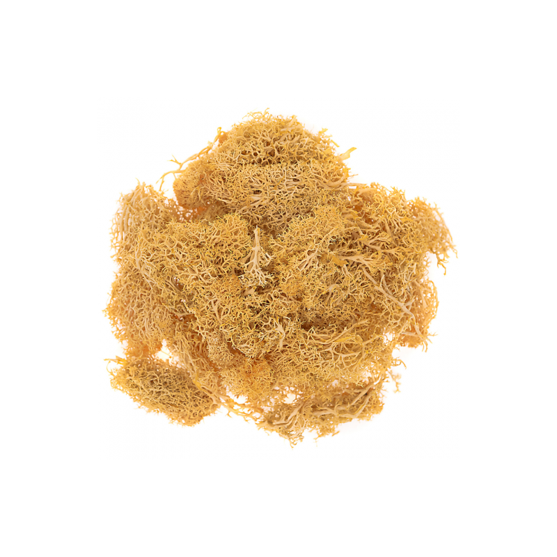 DP Craft moss 30g ochre