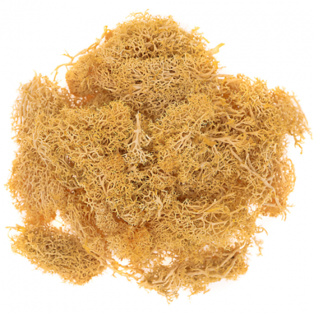 DP Craft moss 30g ochre