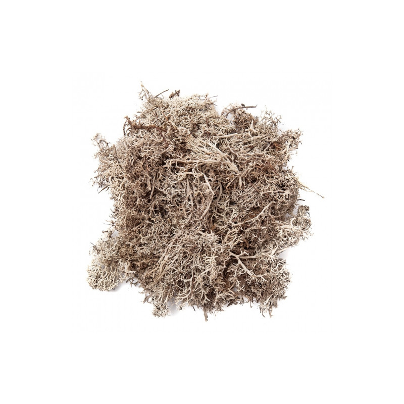 DP Craft white moss 30g