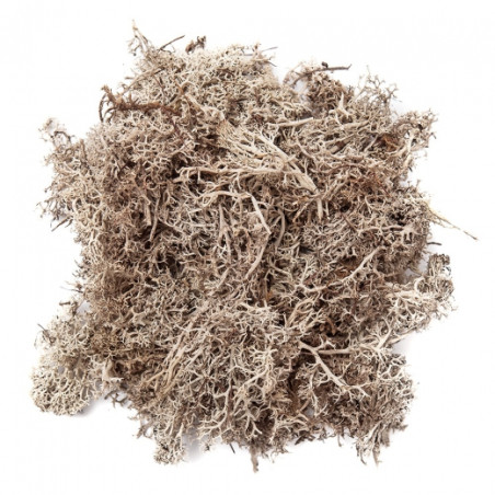 DP Craft white moss 30g