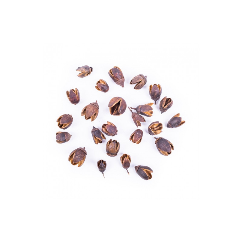 DP Craft dried fruits of bakula 50g