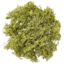 DP Craft moss 30g light green