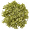 DP Craft moss 30g light green