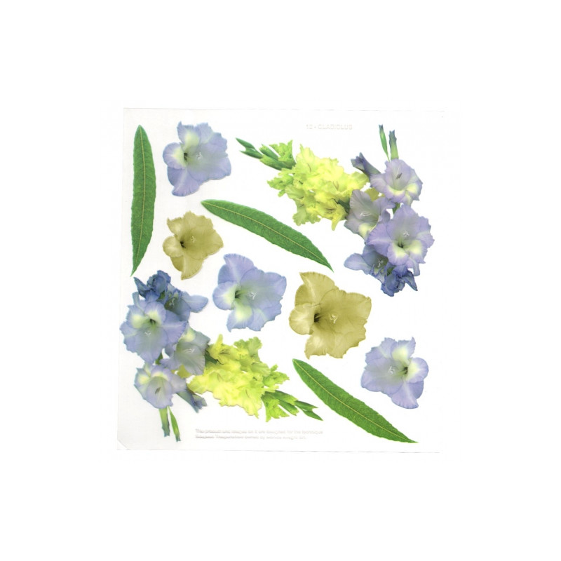 Sospeso Trasparente folia z nadrukiem kwiaty mieczyki - sklep plastycz