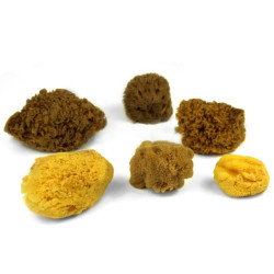 Kereso zestaw 6 gąbek naturalnych mix - sklep plastyczny - szał dla pl